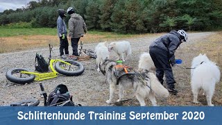 Samojeden  Schlittenhunde Training September 2020 [upl. by Ennirroc]