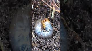 How to Prevent Grubs on your Lawn [upl. by Stambaugh]