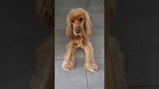 Im your PUPPY 🐶 🧡 English Cocker Spaniel Robby cockerspaniel dog [upl. by Ciccia280]