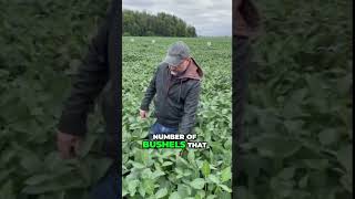 Horst Bohner w OMAFA discusses the potential 6 bushel yield loss in this Soybean School [upl. by Genisia]