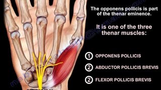 Anatomy Of The Opponens Pollicis  Everything You Need To Know  Dr Nabil Ebraheim [upl. by Nyladnar]