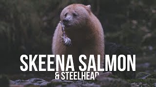 Skeena Salmon amp Steelhead  A Fishing Film for the Future of Fish by Captain Quinn [upl. by Nairad323]