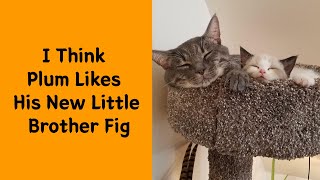 50 Times People Got Their Pet A Sibling And Documented How It Went 22  Funny pet [upl. by Ariaic]