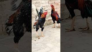 Rooster Funny Compilation plus videos aseelmurga rooster [upl. by Etteuqram]