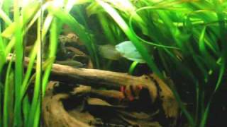 My 420 liters tropical Asia fish tank  Asienbecken 46 [upl. by Krik]