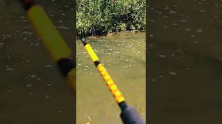 Salmon run Salmon fishing canada 🇨🇦 amazing fishing foryou river fishing unbelievable [upl. by Adriene]