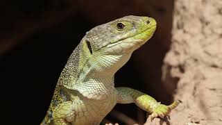 Ocellated lizard Timon lepida emerging from its burrow [upl. by Alihs930]