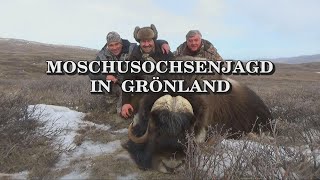 Moschusochsenjagd in Grönland  Trailer [upl. by Arytahs]