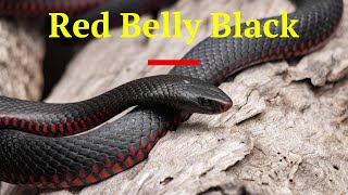 The Red Bellied Black Snake of Australia [upl. by Sirenay]