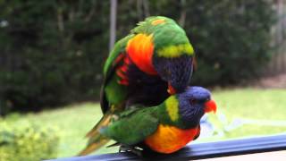 Two Wild Rainbow Lorikeets having sexmating with each other [upl. by Burack305]