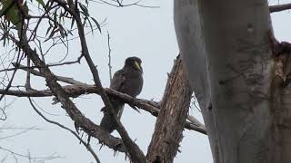 yellow tailed black cockatoo [upl. by Sheena]