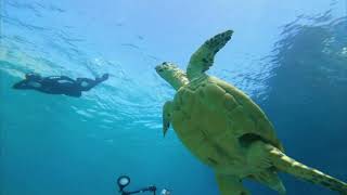 Hawksbill Turtles  Hawksbill Turtle Endangered  Hawksbill Turtle Laying Eggs  Granny Tao [upl. by Eelyac]