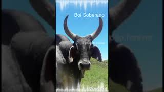 Boi Soberano TiãoCarreiroEPardinho Sertanejo modãocaipira [upl. by Ennayar]