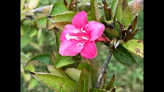 Weigela florida Bristol Ruby Remontant inédit [upl. by Haywood]