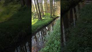 Waldspaziergang forest bachlauf bäume herbstfarben herbst nature wald [upl. by Eldredge798]