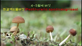 회갈색눈물버섯 Psathyrella spadiceogrisea [upl. by Obaza844]