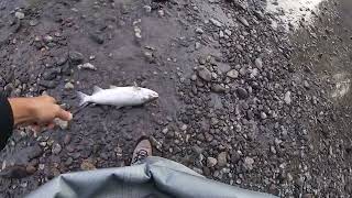 5th Cast  Puyallup River Salmon Fishing 2024 [upl. by Ynaittirb927]