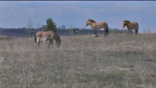 Three critically endangered Asian Wild Horse foals born at The Calgary Zoo Ranch [upl. by Eiryt108]