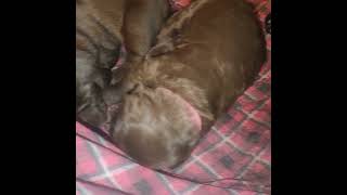 12 day old Labrador puppies quot6 packquot litter [upl. by Brittney]