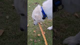 Great Pyrenees Dogs Chewing Their Treat Sticks hobbyfarm livestockguardiandog dogtreats asmr [upl. by Kanor554]