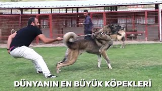 AGRESSIVE GIANT KANGAL DOGS  UNSTOPPABLE [upl. by Nowyt]