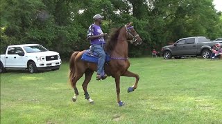 Sensational American Saddlebreds at Southwest Arkansas Trail Ride [upl. by Francene]