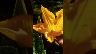 Pollinate Pumpkin Flowers by Hand garden pollinate flowers [upl. by Robillard]