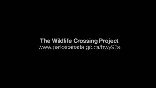 Helping Wildlife Cross the Road in Kootenay National Park  The First Winter [upl. by Relyks]