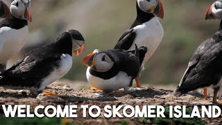 Our Visit To Skomer Island  Puffin Paradise [upl. by Arvid]