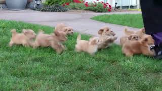 Maltipoo Puppies For Sale [upl. by Dric]