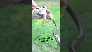 Facts about the Diamondback Rattlesnake snakes rattlesnake animalfacts wildanimals wildlife [upl. by Norga]