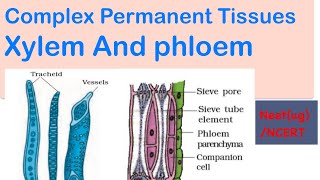 Complex Permanent Tissues xylem ampphloemplant Anatomy part 5NEETugcbse board class 1112ijso [upl. by Aracaj]