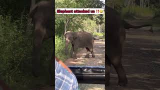 Elephant attached us in Kabini 🙈🤫 kabini minivlog elephant forest wildlife kanndavlogs [upl. by Arlena523]