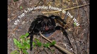 My Top 5 Tarantulas Found In The Wild [upl. by Ellened]