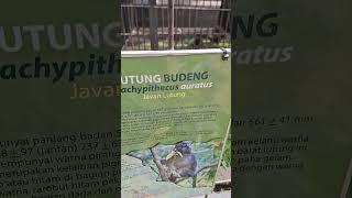 Lutung budengfunnyvideo fyp [upl. by Assilanna668]