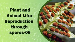 Plant and Animal LifeReproduction through spores  VII Class [upl. by Ellered]