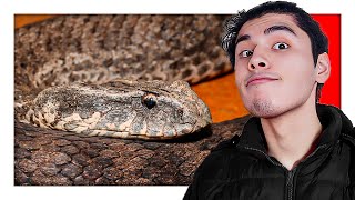 COMMON DEATH ADDER  The Snake with a LURE [upl. by Loris31]