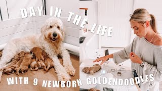 GOLDENDOODLE BREEDER DAY IN THE LIFE  9 newborn goldendoodle puppies [upl. by Annaerdna]