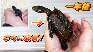 クサガメベビーつくの成長記30 一年の成長記録 亀は一年でこうなる。 My pet reeves turtle growth in 1year 祝 一歳 クサガメ 成長 かわいい なつく [upl. by Penthea]