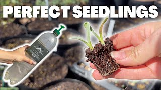 This Seed Starting Method Will Change Everything [upl. by Aber535]