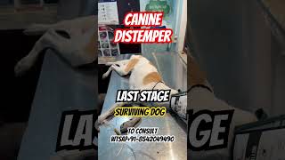 Canine Distemper Last Stage Surviving Dog [upl. by Hilde]