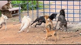 Many stray dog do angry with black dog [upl. by Aaren]