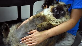 Enormous 29Pound Cat Needs Home After Being Found on California Street [upl. by Anastasio178]