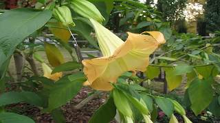 Propiedades Del Floripondio Usos Medicinal Brugmansia [upl. by Ariew974]