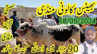 Bhains Colony Mandi Sab Se Sasti Karachi Ki 90 Hazar Ka Bachracow [upl. by Natsrik195]