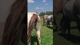 Stallion went for a walk in a herd of mares । Beautiful Horses [upl. by Yenterb]