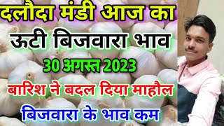 दलौदा मंडी आज का ऊटी बिजवारा का भाव 30 अगस्त 2023 ooty biju garlic rate ooty garlic daloda mandi [upl. by Charmine]