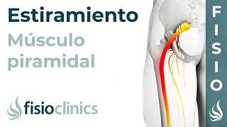 Estiramiento del músculo piramidal glúteos y pelvitrocantéreos  FisioClinics Palma de Mallorca [upl. by Orwin643]