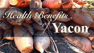 Yacon Fruit Health Benefits and Plant Profile [upl. by Ybocaj]