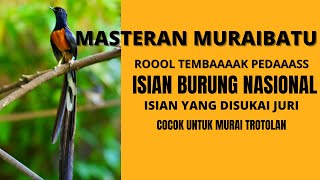 Masteran Murai Batu Pedaas Cocok Untuk Murai Trotolan [upl. by Reitrac729]